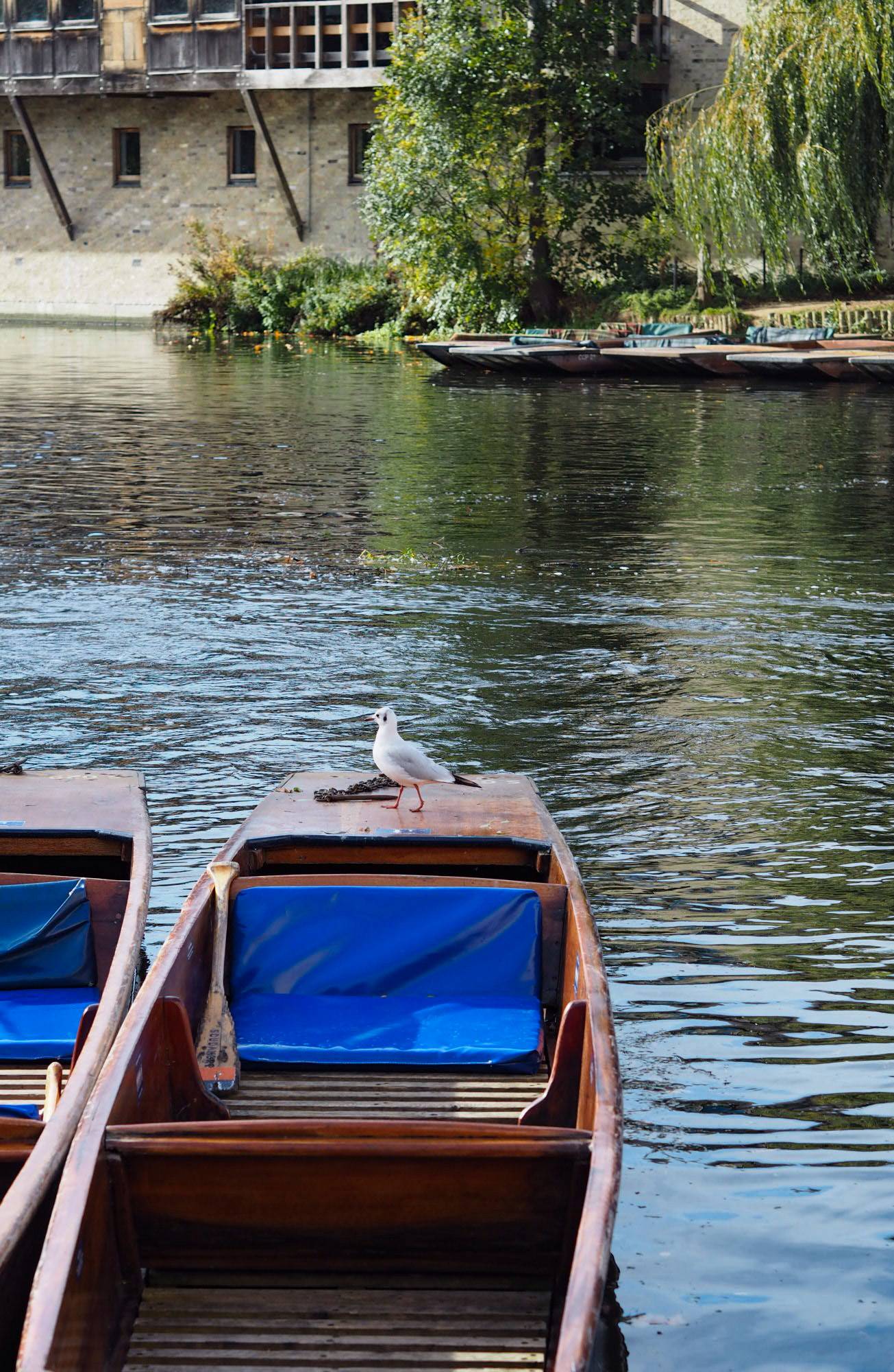 Scudamores Punting, Cambridge, Things to do in cambridge